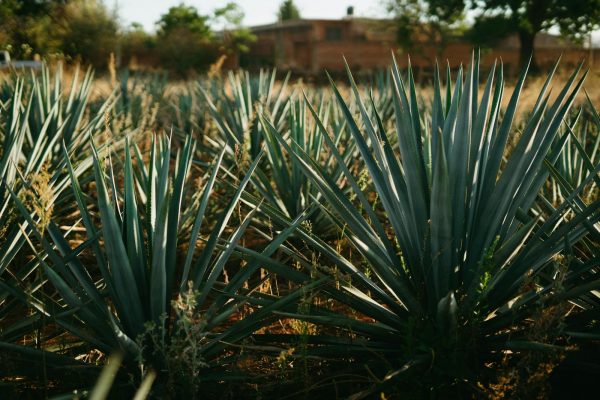 Lush blue agave plants thriving under the Mexican sun, ideal for tequila production.